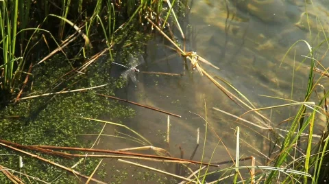 Dragonfly Buzzing around Lake Stock-Footage 524334