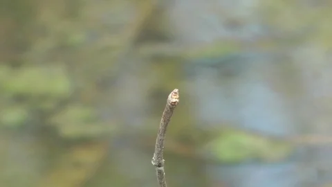 Dragonfly, Cambodia Video stock 88545214