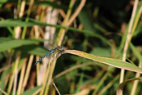 Dragonfly on a cane Stock Photos