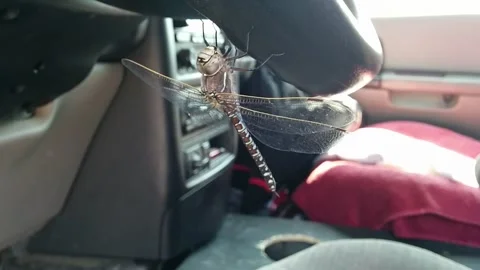 Dragonfly In Car Stock Footage 162865293