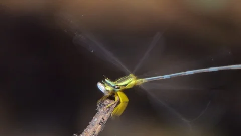 Dragonfly catching and eating small insect. Stock Footage