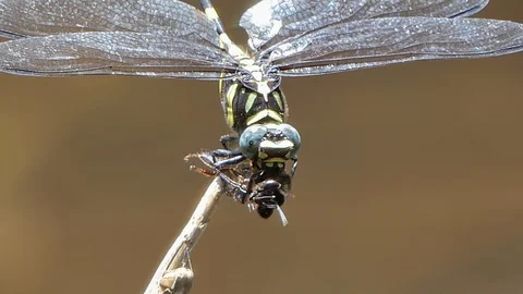Dragonfly catching bee for feeding. Stock Footage 106122105