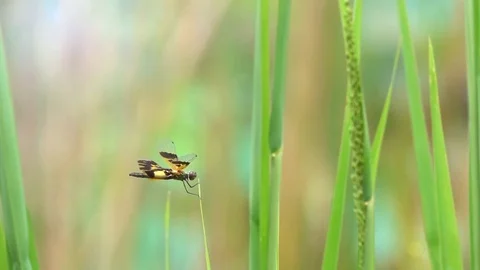 Dragonfly catching on top leaf grass Stockbeeldmateriaal 82632194