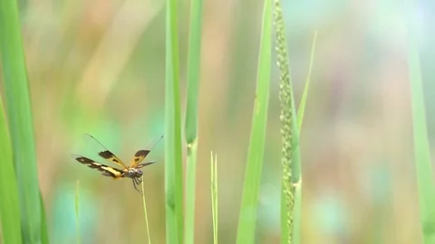 Dragonfly catching on top leaf grass Stock Footage 82632505