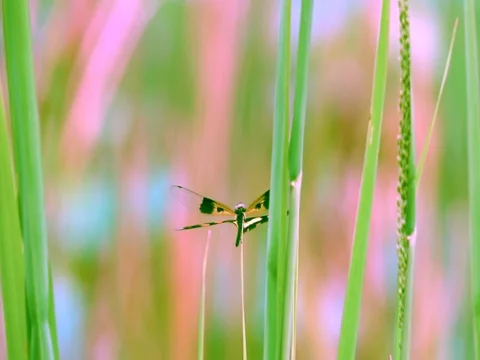 Dragonfly catching on top leaf grass Stock Footage 83471726