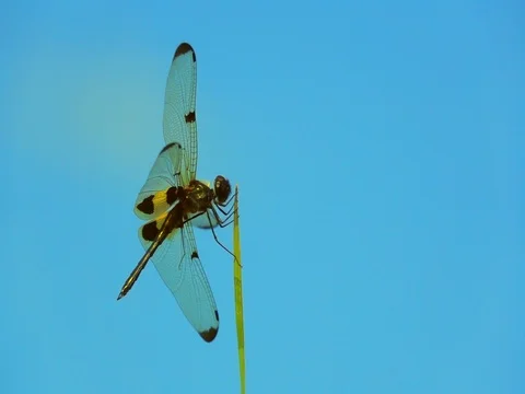 Dragonfly catching on top leaf grass Stock Footage 83471759