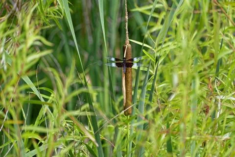 Dragonfly on a cattail closeup Stock Photos