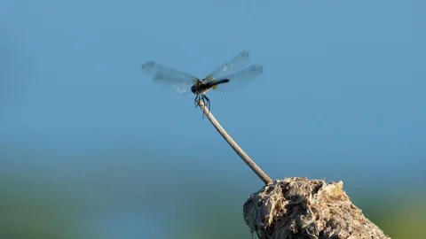 Dragonfly On a Cattail Stock Footage 94313927