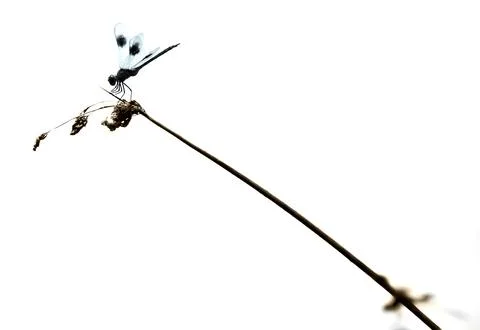 Dragonfly at CATTAIL MARSH Stock Photos