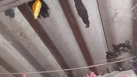 Dragonfly caught in a cobweb Stockbeeldmateriaal 297652248