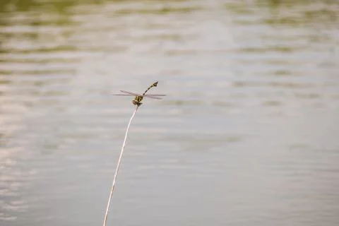Dragonfly caught dead branches in the evening. Stock Photos