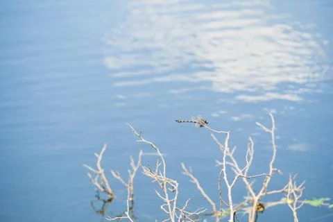 Dragonfly caught dead branches in the evening. Stock Photos