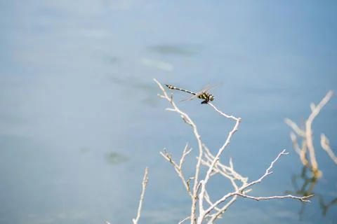 Dragonfly caught dead branches in the evening. Stock Photos