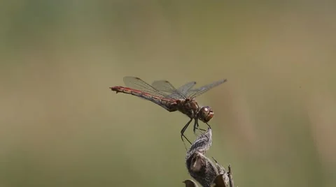 Dragonfly caught a fly and eats it Stock-Footage 68009049