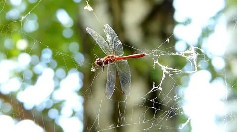 Dragonfly caught in spider web Stock Footage 37023443