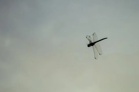 Dragonfly caught in Spider web Stock Photos