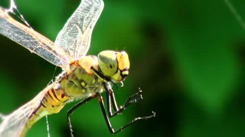 Dragonfly caught in the web CU 動画素材 10607025