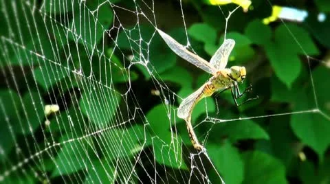 Dragonfly caught in the web Wide Stock Footage