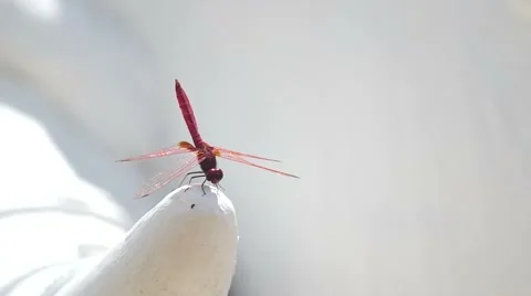 Dragonfly on the cement structure with wind Stock Footage 51374181
