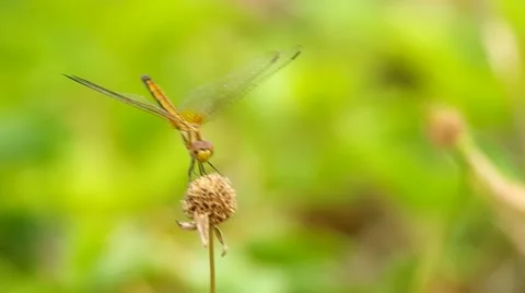 Dragonfly is chewing Stock Footage 48957544