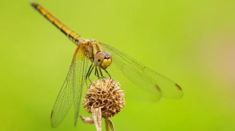 Dragonfly is chewing Stock Footage 48957571