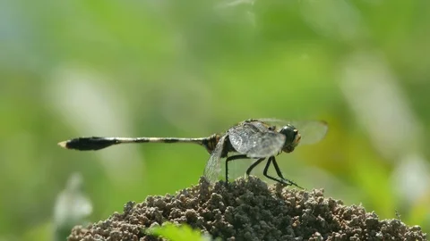 Dragonfly is chewing Stock Footage 97650514