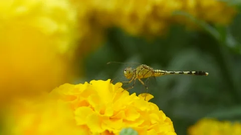 Dragonfly chewing on the marigold flower Stock Footage 67182665