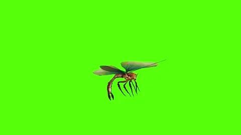 Dragonfly Claws Attack Green Screen Animation 4K Rendering Stock Footage 278137797