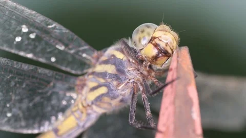 Dragonfly cleaning its head Stock Footage 79856481