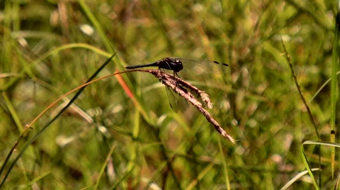 Dragonfly Cleaning itself Vídeo Stock 62792487
