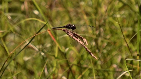 Dragonfly Cleaning itself Stock Footage 63795776