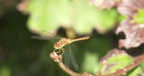 Dragonfly Climbs to Top of Twig, Chewing, Hunting Stock Footage 235657298