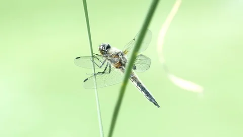 Dragonfly Close Up 1 Stock Footage 90865349