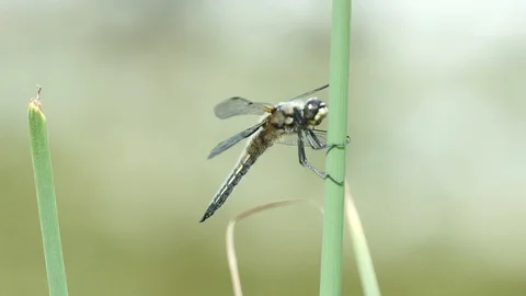 Dragonfly Close Up 2 Stock Footage 90865385