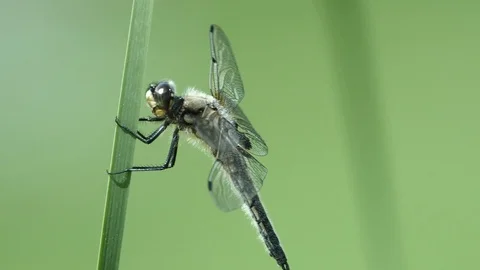 Dragonfly Close Up 3 Stock Footage 90865372