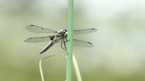 Dragonfly Close Up 4 Stock Footage 90865652