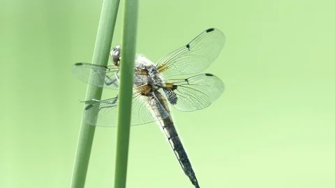 Dragonfly Close Up 5 Stock Footage 90865338