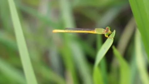 Dragonfly close-up with blurry background Video stock 290928893