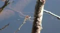 Dragonfly close up on branch over pond HD Footage