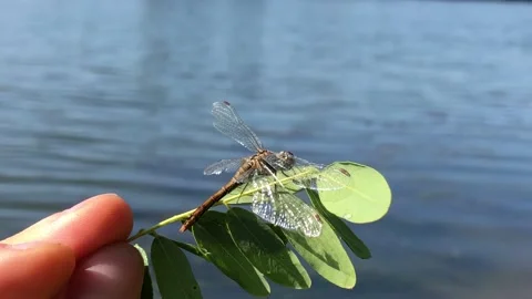 Dragonfly close-up. Dragonfly on a tree branch close-up. Man holding a dragonfly Stock Footage 197186022