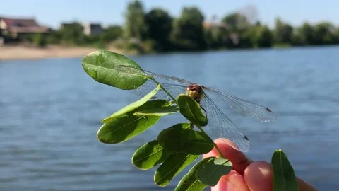 Dragonfly close-up. Dragonfly on a tree branch close-up. Man holding a dragonfly 스톡 동영상 199096086