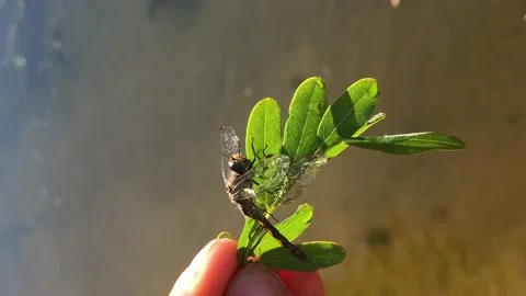 Dragonfly close-up. Dragonfly on a tree branch close-up. Man holding a dragonfly Stock Footage 203815474