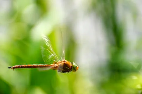 Dragonfly close-up in flight Stock Photos