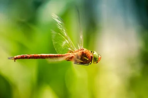 Dragonfly close-up in flight Stock Photos