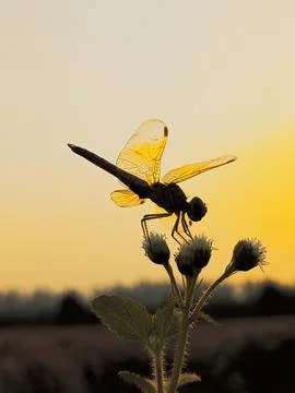 Dragonfly close up on flower tree on sunset rays background Stock Photos