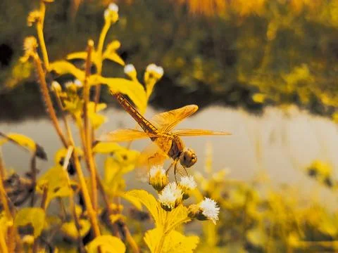 Dragonfly close up on flower tree on sunset rays background Stock Photos