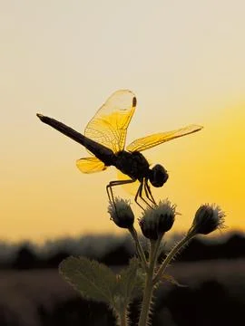 Dragonfly close up on flower tree on sunset rays background Stock Photos