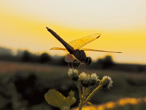 Dragonfly close up on flower tree on sunset rays background Stock Photos