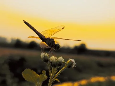 Dragonfly close up on flower tree on sunset rays background Stock Photos