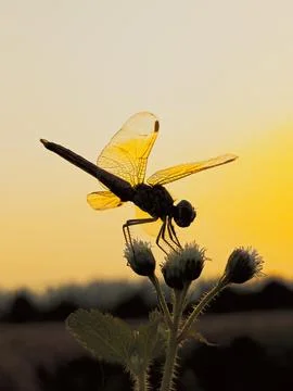 Dragonfly close up on flower tree on sunset rays background Stock Photos